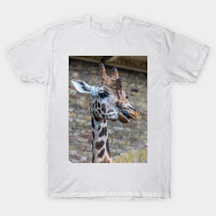 Giraffe up close T-Shirt